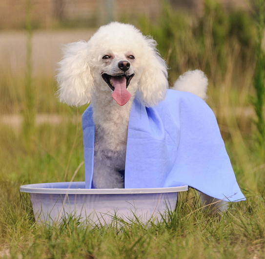 PVA Pet Towel